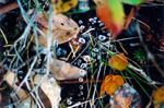 Diamonds of water in a spider web - Nanaimo