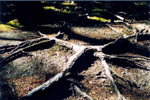 Spreading roots - Extension Ridge Trail  - Nanaimo nature photos