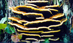 Fungus on tree - Nanaimo's Extension Ridge - nature photos