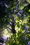 Canopy of Majestic trees - Morden Colliery Park, Nanaimo