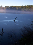 Icy skin of Westwood Lake, Nanaimo, BC nature photos